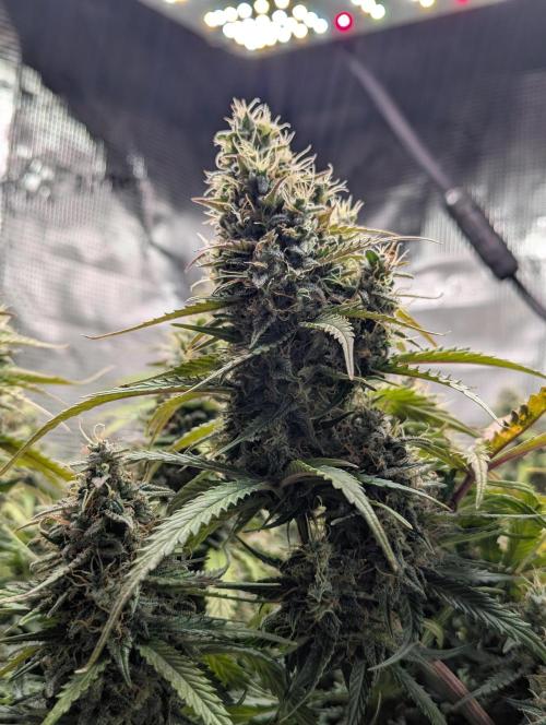 Amnesia Haze Automatic | RQS + PLAGRON. Week 10