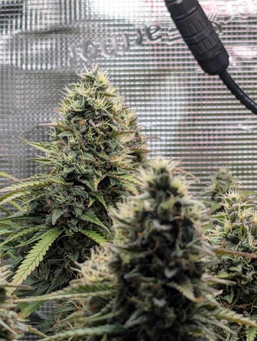 Amnesia Haze Automatic | RQS + PLAGRON. Week 10