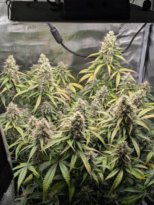 Amnesia Haze Automatic | RQS + PLAGRON. Week 10