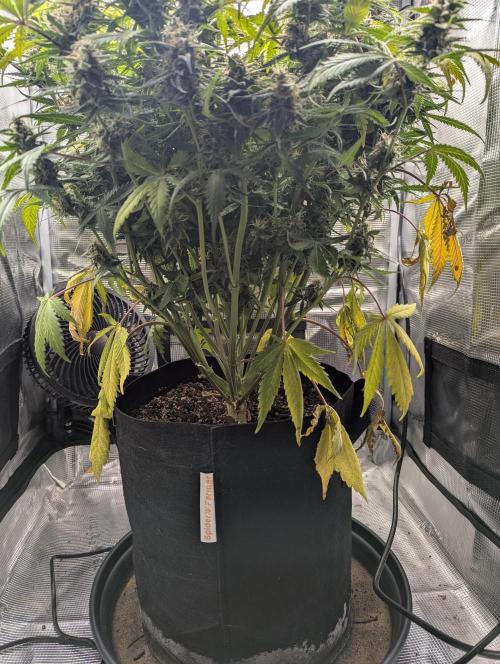 Amnesia Haze Automatic. Week 10