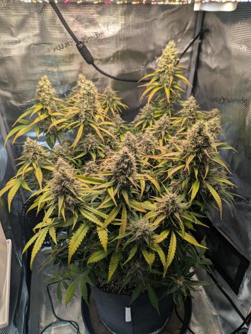 Amnesia Haze Automatic | RQS + PLAGRON. Week 11