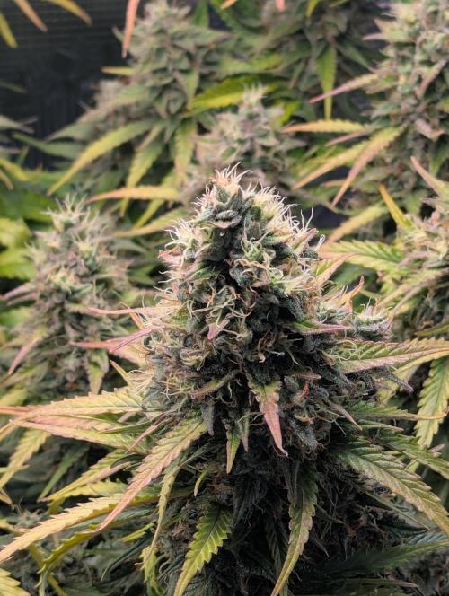 Amnesia Haze Automatic | RQS + PLAGRON. Week 11