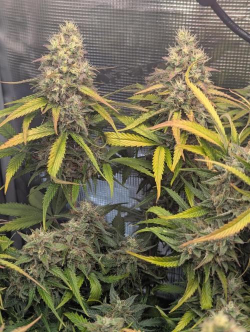 Amnesia Haze Automatic | RQS + PLAGRON. Week 11