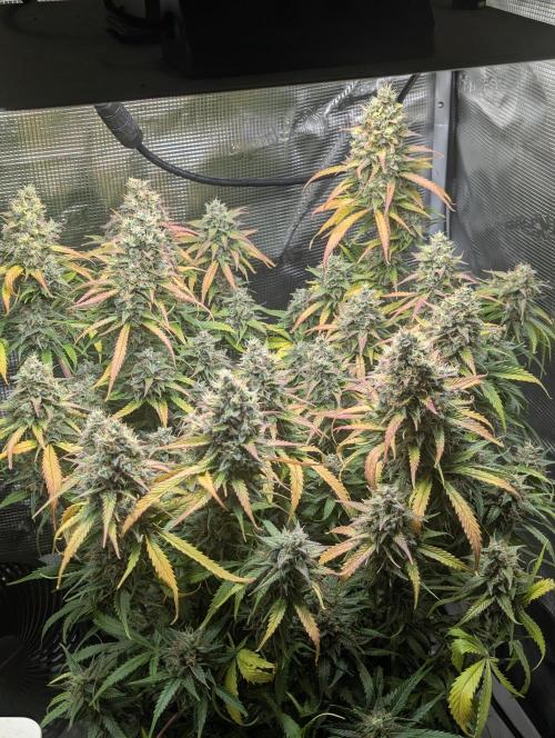 Amnesia Haze Automatic | RQS + PLAGRON. Week 11