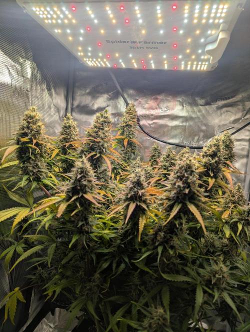 Amnesia Haze Automatic | RQS + PLAGRON. Week 11