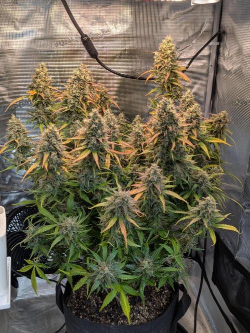 Amnesia Haze Automatic | RQS + PLAGRON. Week 11