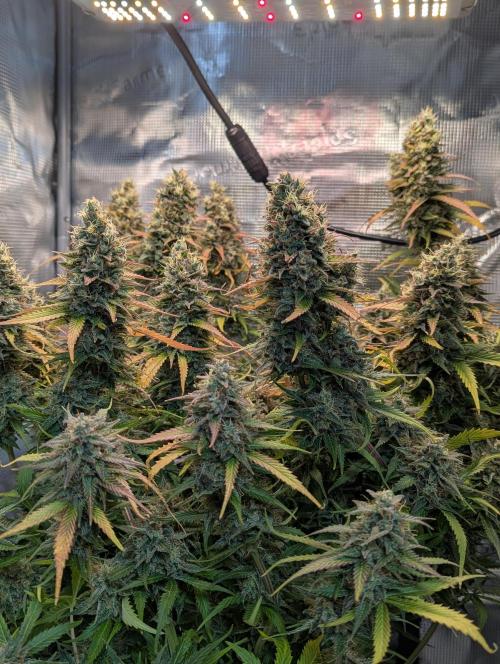 Amnesia Haze Automatic | RQS + PLAGRON. Week 11