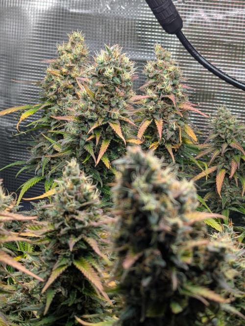 Amnesia Haze Automatic | RQS + PLAGRON. Week 11