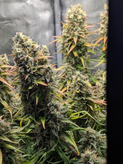 Amnesia Haze Automatic | RQS + PLAGRON. Week 11