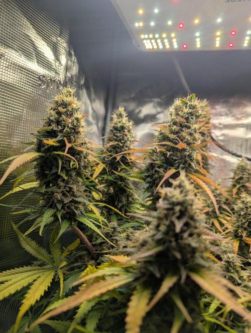 Amnesia Haze Automatic. Week 11