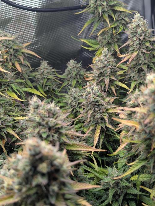 Amnesia Haze Automatic | RQS + PLAGRON. Week 12
