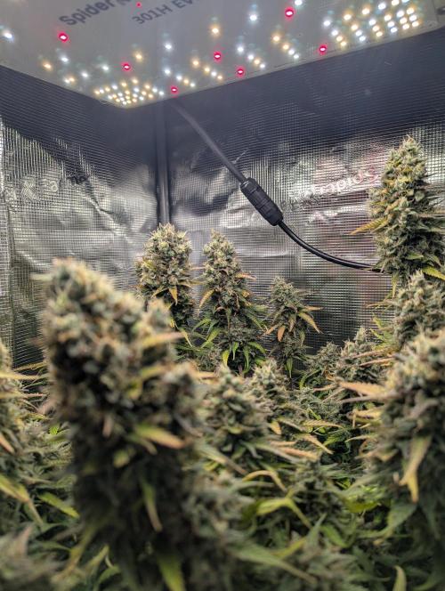 Amnesia Haze Automatic | RQS + PLAGRON. Week 12