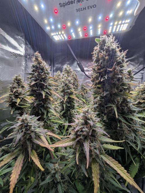 Amnesia Haze Automatic | RQS + PLAGRON. Week 12