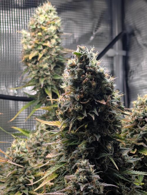 Amnesia Haze Automatic | RQS + PLAGRON. Week 12