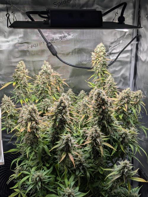 Amnesia Haze Automatic. Week 12