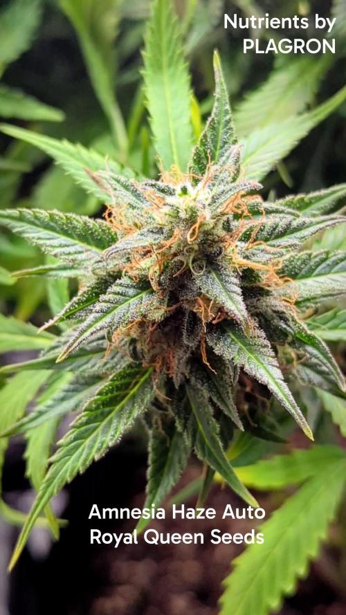 Amnesia Haze Automatic | RQS + PLAGRON