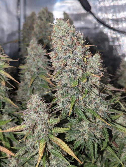 Amnesia Haze Automatic | RQS + PLAGRON. Week 12