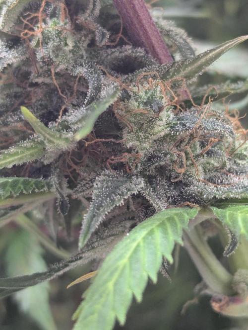 Amnesia Haze Automatic | RQS + PLAGRON. Week 12