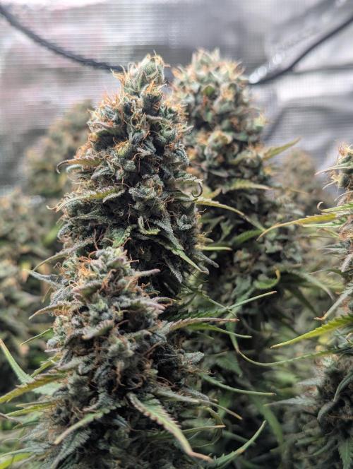 Amnesia Haze Automatic | RQS + PLAGRON. Week 12