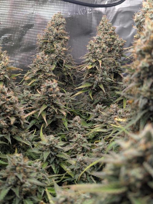 Amnesia Haze Automatic | RQS + PLAGRON. Week 12