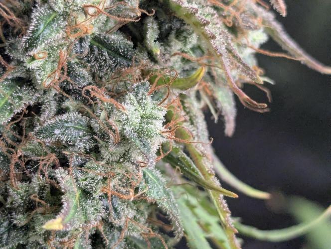 Amnesia Haze Automatic | RQS + PLAGRON. Week 12