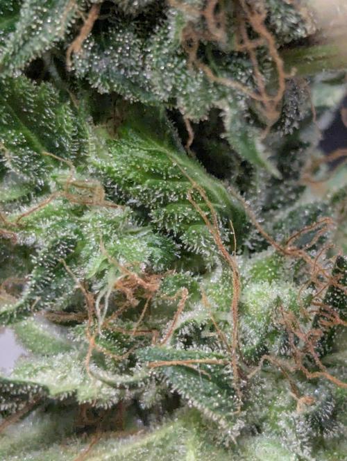 Amnesia Haze Automatic | RQS + PLAGRON. Week 12