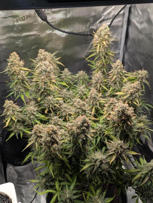 Amnesia Haze Automatic | RQS + PLAGRON. Week 12