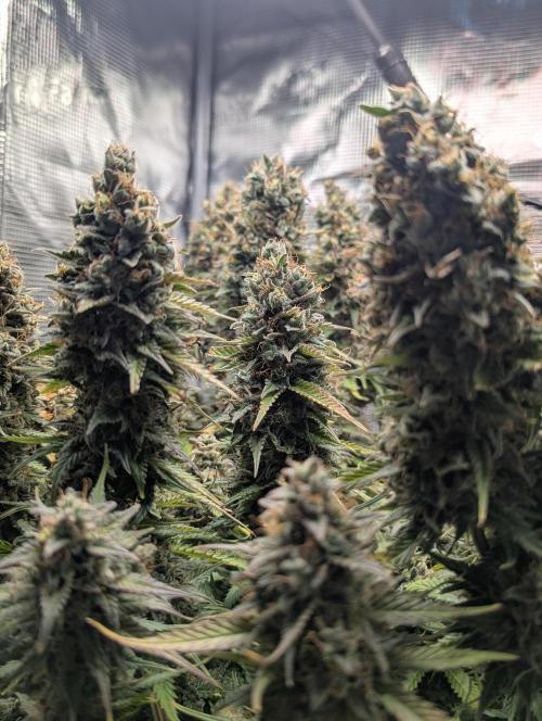 Amnesia Haze Automatic | RQS + PLAGRON. Week 12