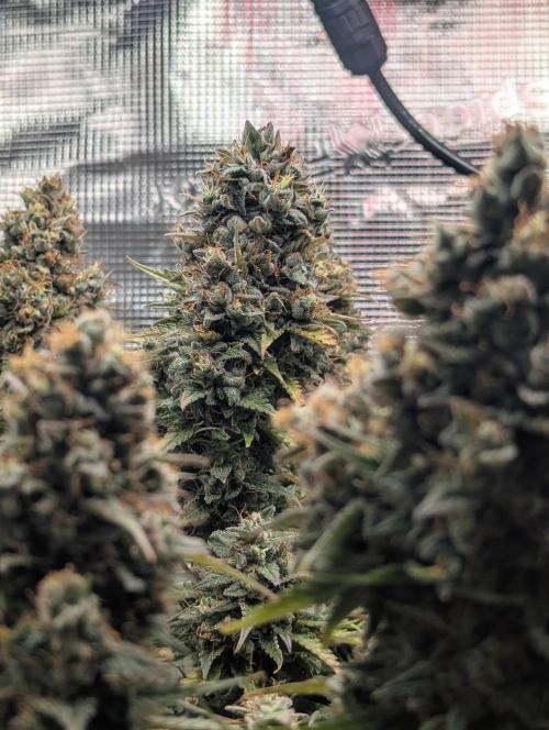 Amnesia Haze Automatic | RQS + PLAGRON. Week 12