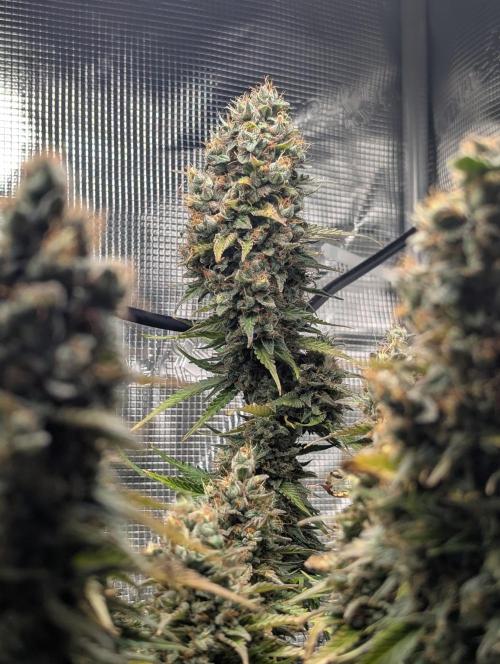 Amnesia Haze Automatic. Week 12
