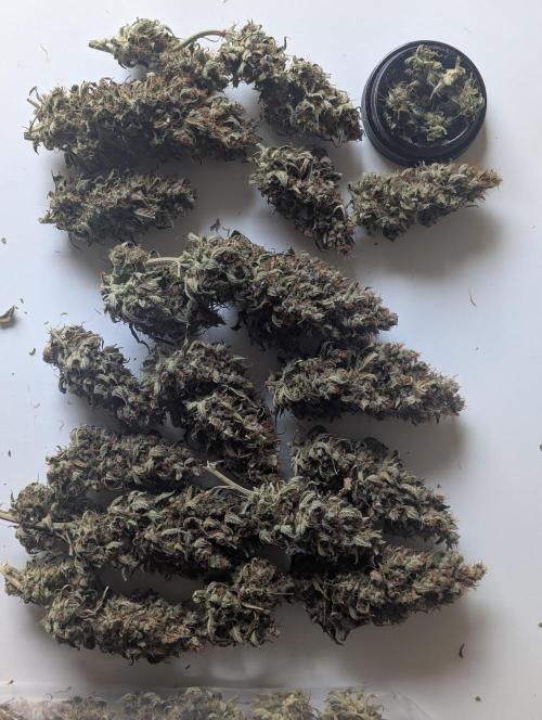 Amnesia Haze Automatic | RQS + PLAGRON. Week 13