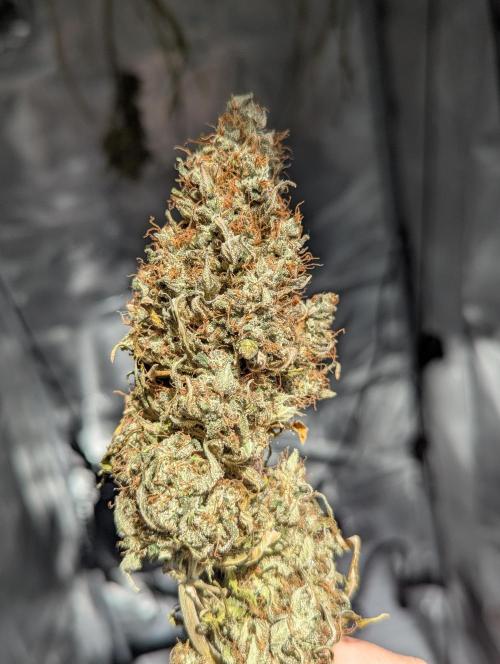 Amnesia Haze Automatic | RQS + PLAGRON. Week 13