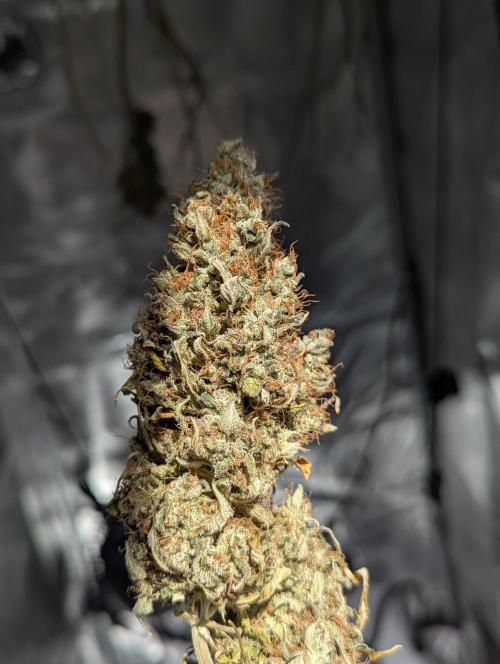Amnesia Haze Automatic | RQS + PLAGRON. Week 13