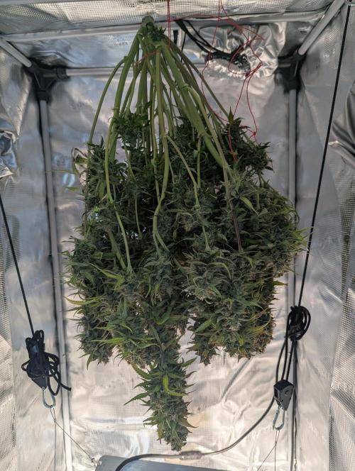 Amnesia Haze Automatic. Week 13