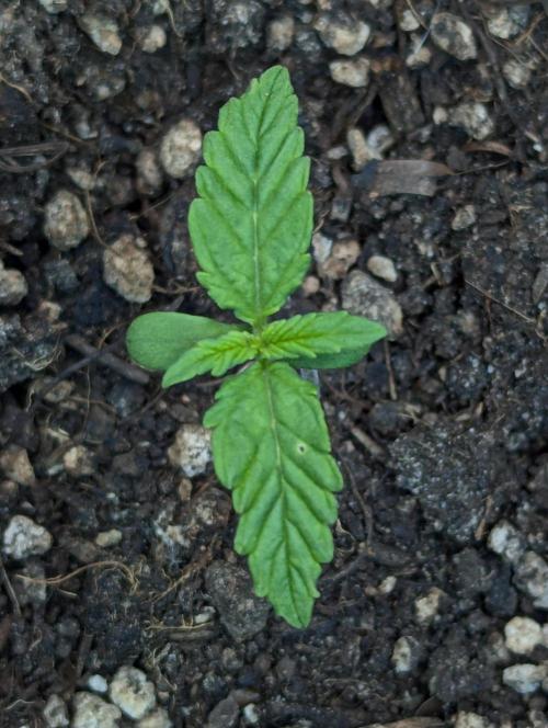 White Widow Automatic ¦ RQS + PLAGRON.. Week 1