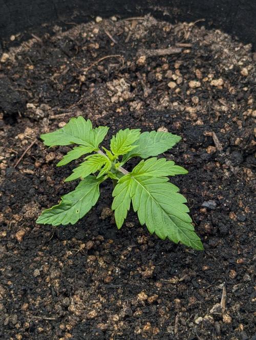 White Widow Automatic ¦ RQS + PLAGRON.. Week 1