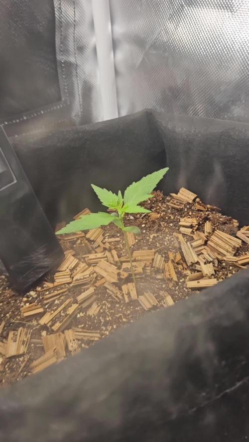 Hyperion F1 Auto Indoor