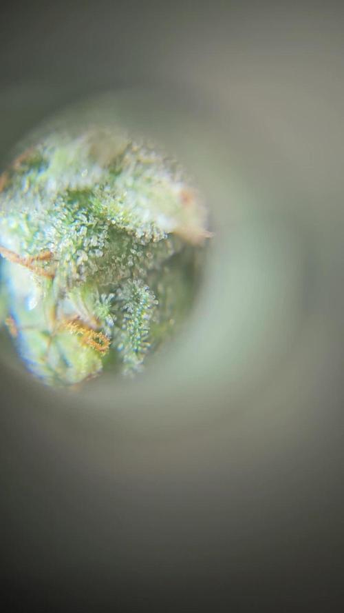 Hyperion F1 Auto Indoor