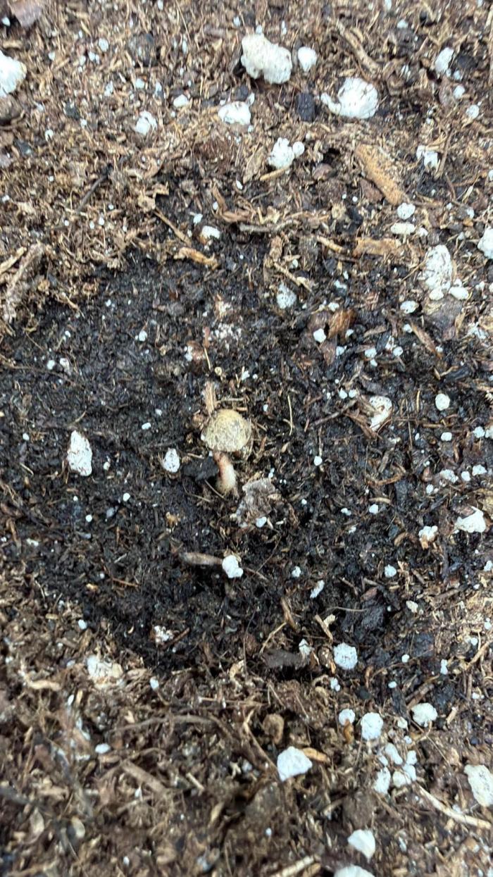 Aische. Week 0 - Hella is da 