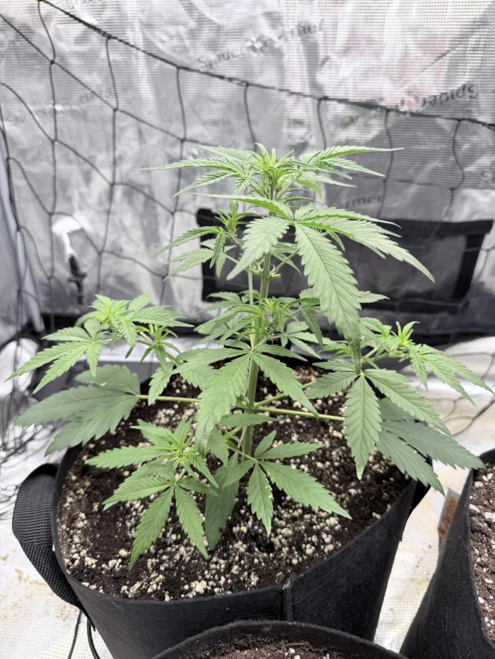Lotti. Week 5