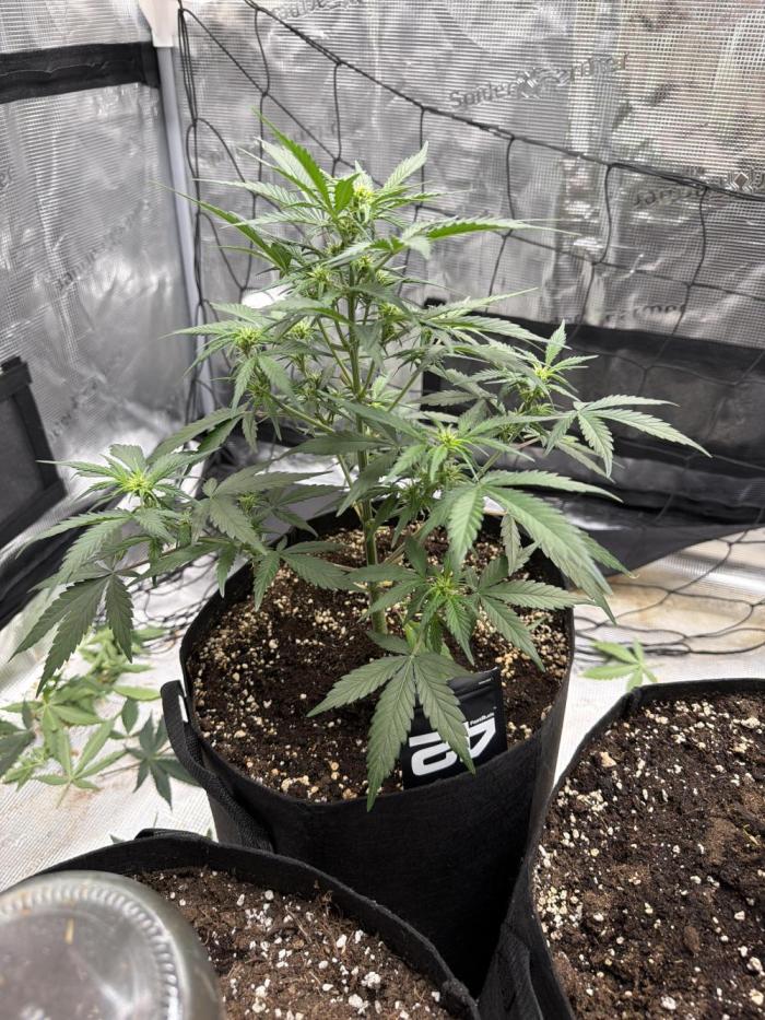 Lotti. Week 6