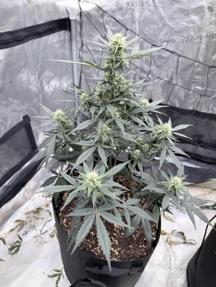 Lotti. Week 8