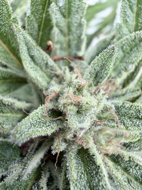 Apple Strudel Auto. Week 8