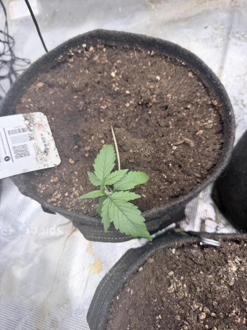 Papaya Cookies Auto. Week 1