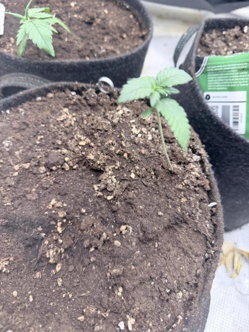 Tropicana Cookies Auto. Week 1