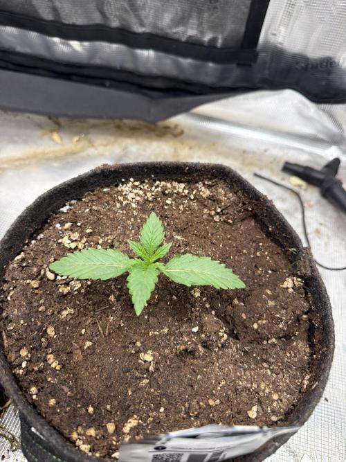 Gorilla Cookies Auto. Week 1