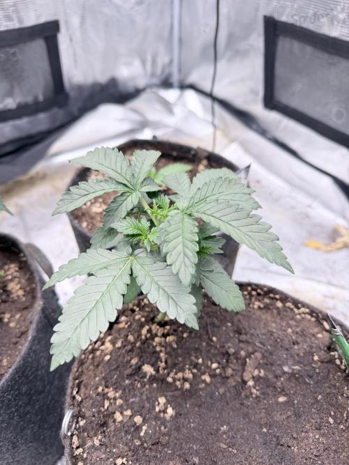 Tropicana Cookies Auto. Week 2