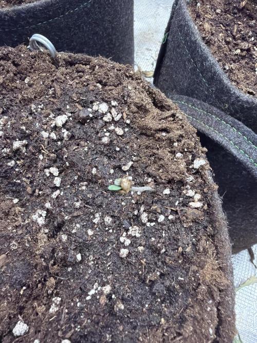 Tropicana Cookies Auto. Week 0
