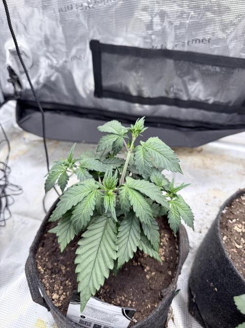 Papaya Cookies Auto. Week 2