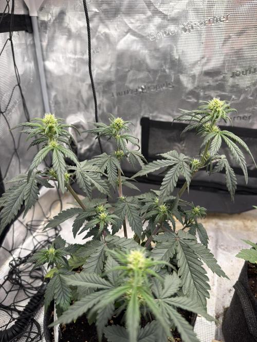 Papaya Cookies Auto. Week 3
